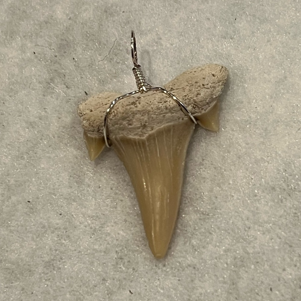 Wired Shark tooth